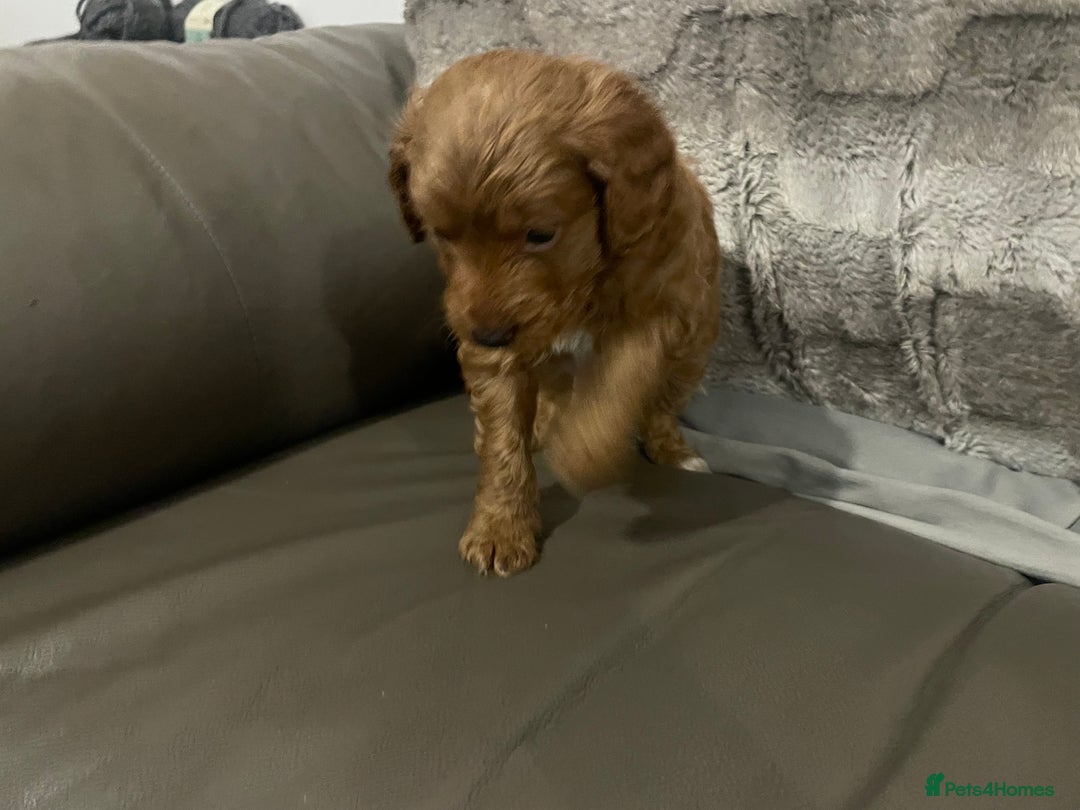 Toy Poodle dogs for sale: Toy poodle puppies  - Advert 3