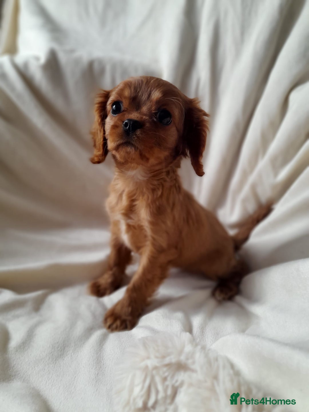 Cavalier King Charles Spaniel dogs for sale: King charles cavalier Pups - Advert 13