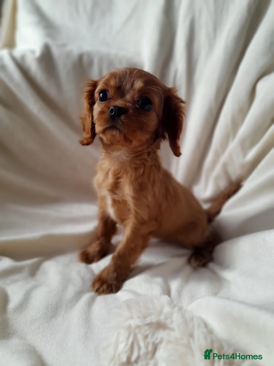 Cavalier King Charles Spaniel dogs for sale: King charles cavalier Pups - Advert 14