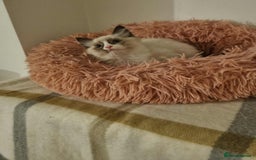 Ragdoll cats for sale: Ragdoll kittens  - Image 5