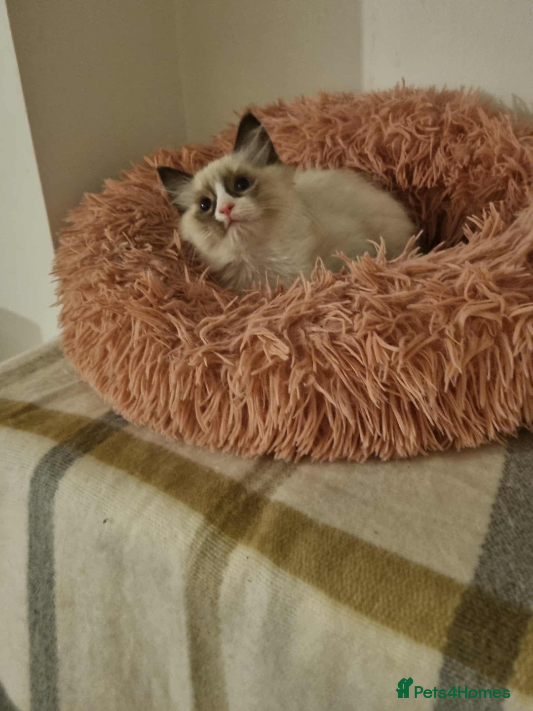 Ragdoll cats for sale: Ragdoll kittens  - Image 5