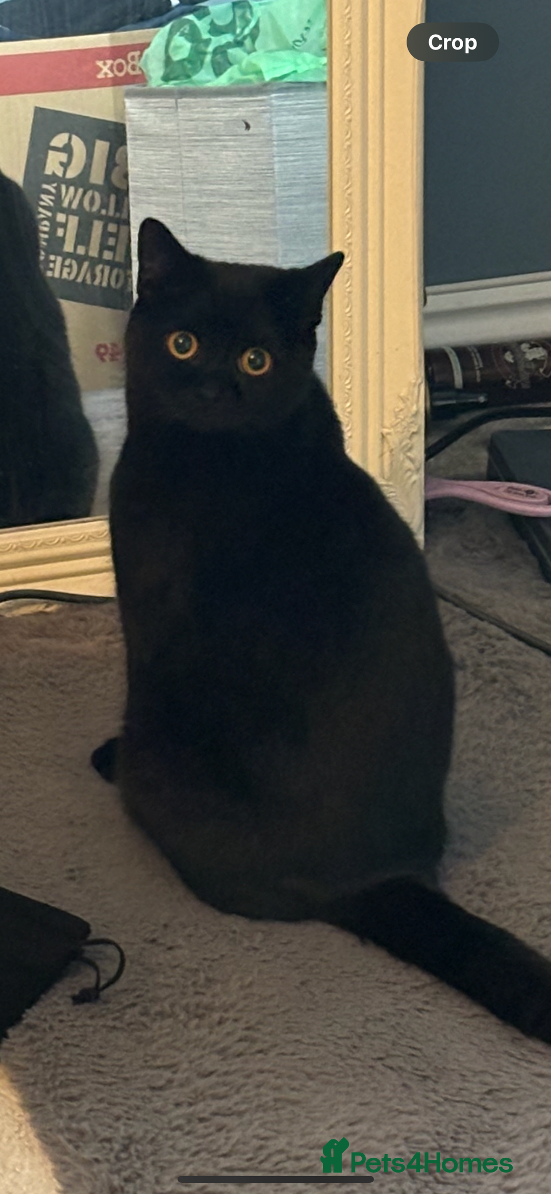British Shorthair cats for sale: Only 2 rare Black British Shorthair kittens left  - Image 7