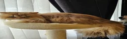 Persian cats for sale: 💖Purr-fect Persian Kittens 💖 PEDIGREE - Advert 4