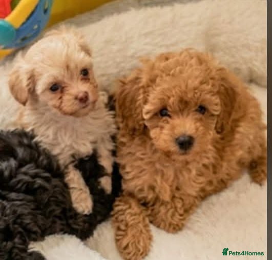 Toy Poodle dogs Beautiful Toy Poodle puppies. - Advert 2