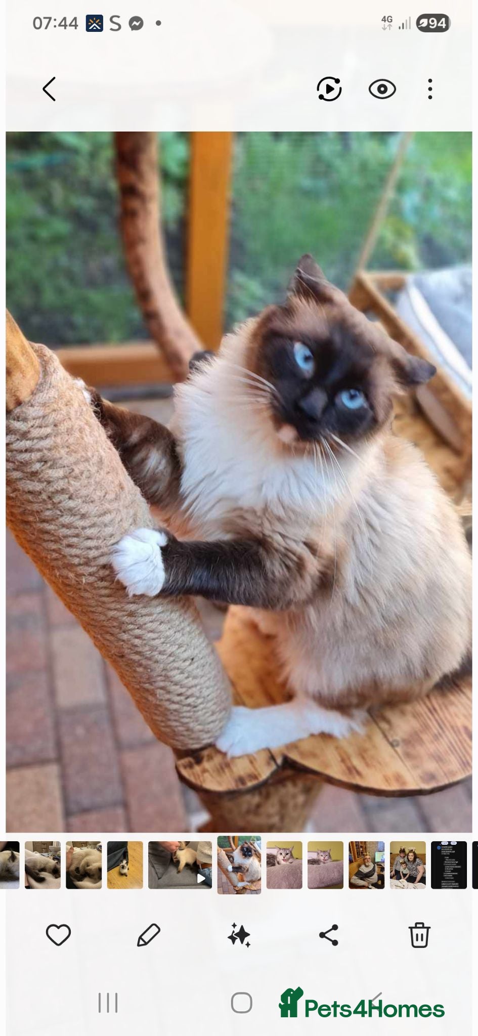 Ragdoll cats Ragdoll  stud - Advert 8