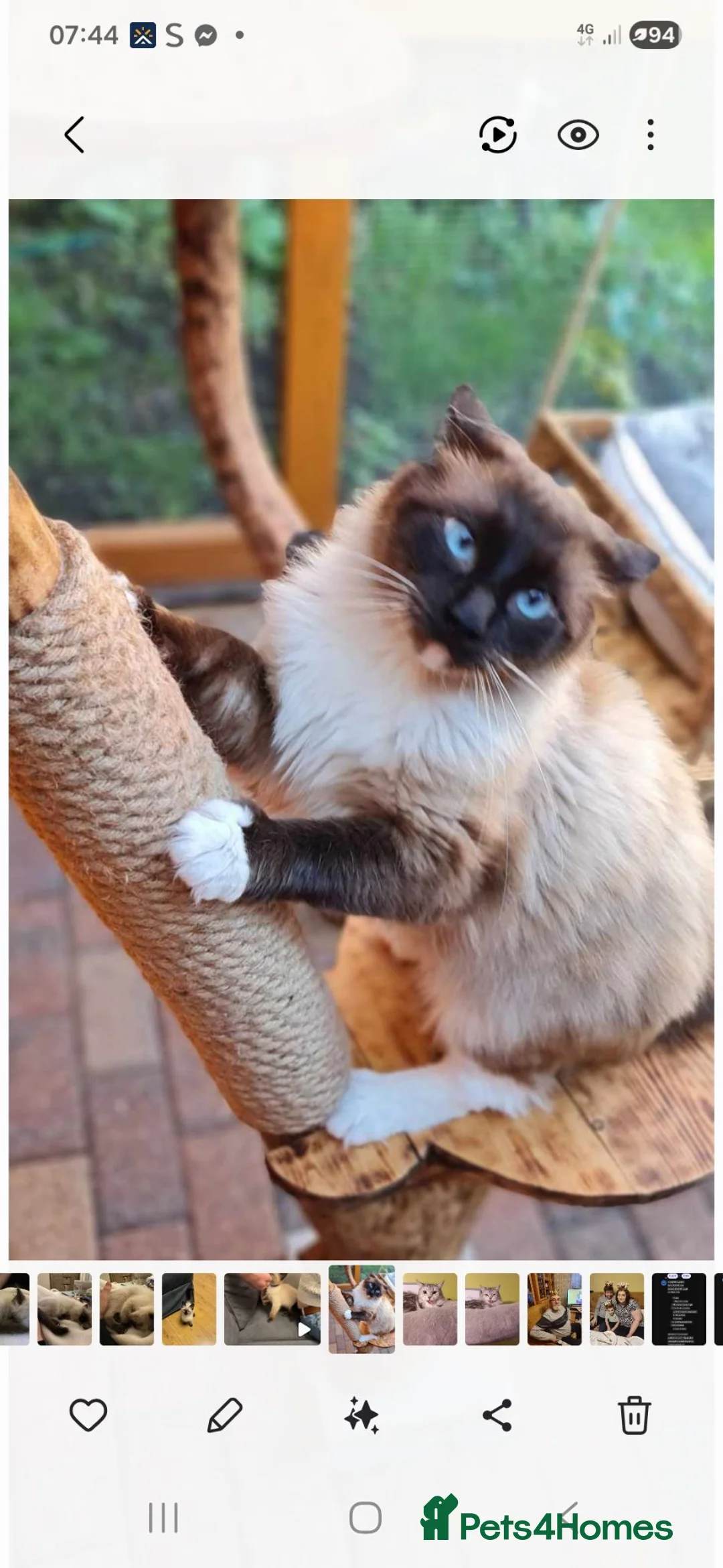 Ragdoll cats for stud: Ragdoll  stud - Advert 1