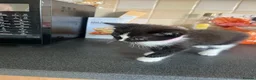 Mixed Breed cats for sale: Stunning Kittens Ready Now - Advert 29