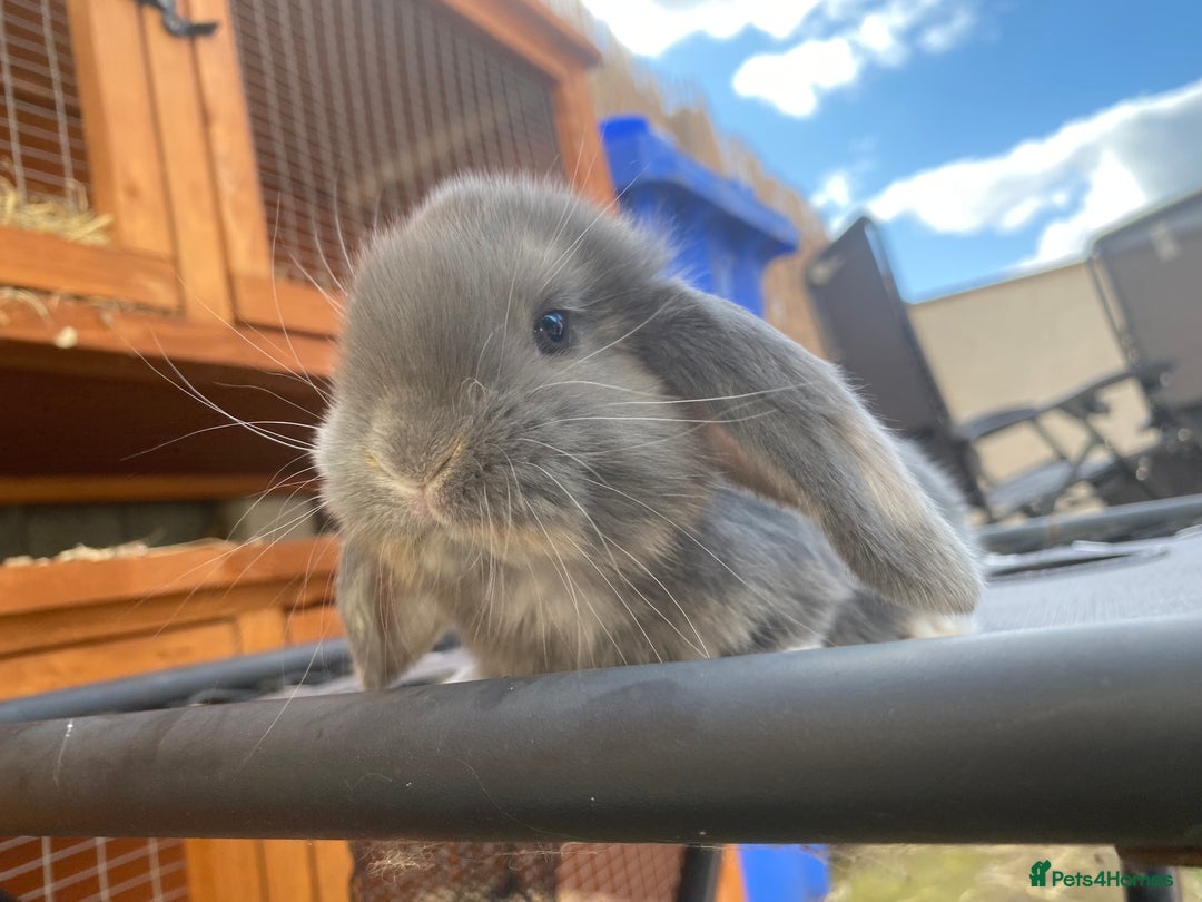 French Lop rabbits for sale: Giant French lop rabbits for sale  - Image 14