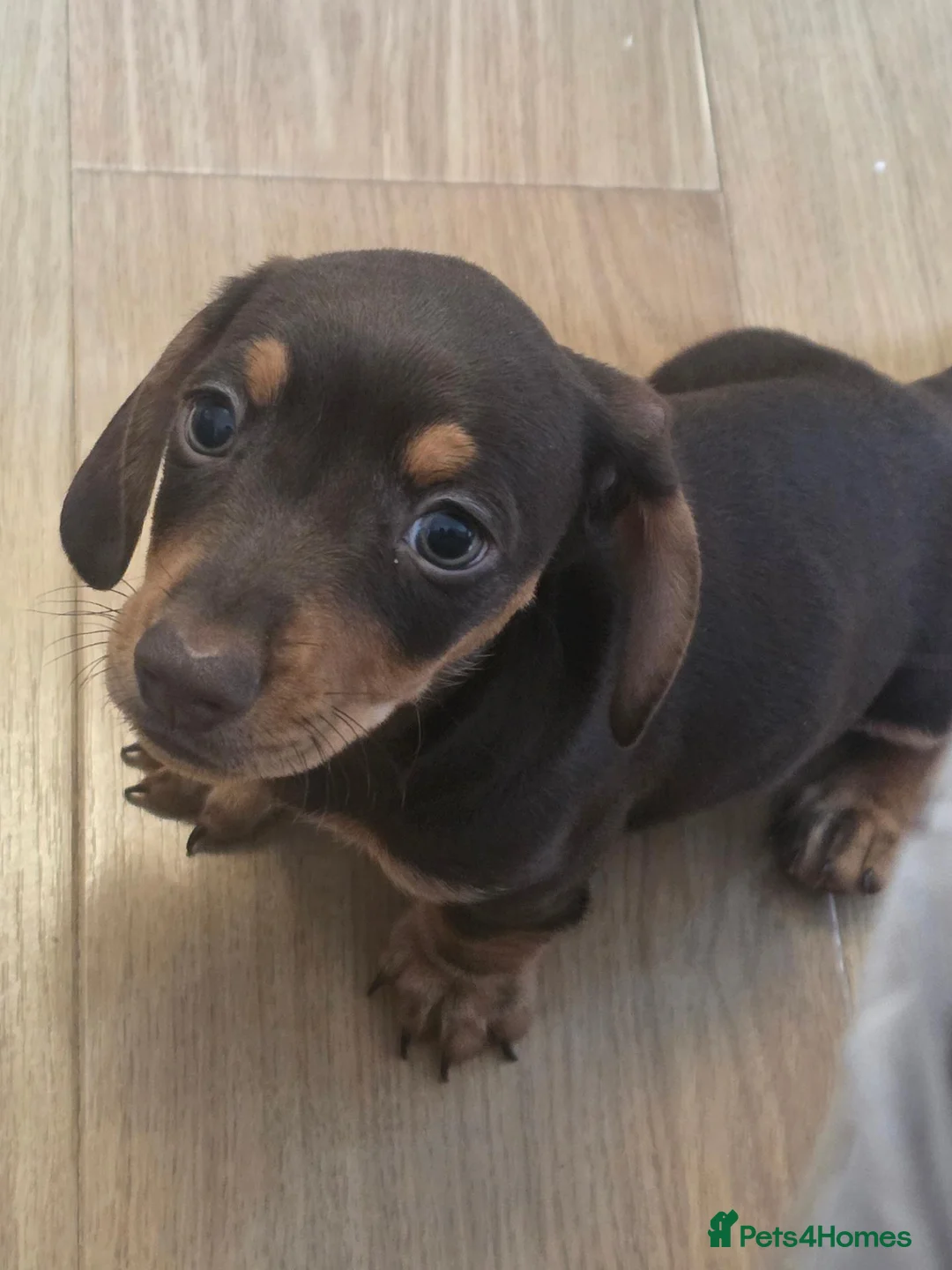 Mixed Breed dogs for sale: 2 beautiful dachund boys  - Advert 2