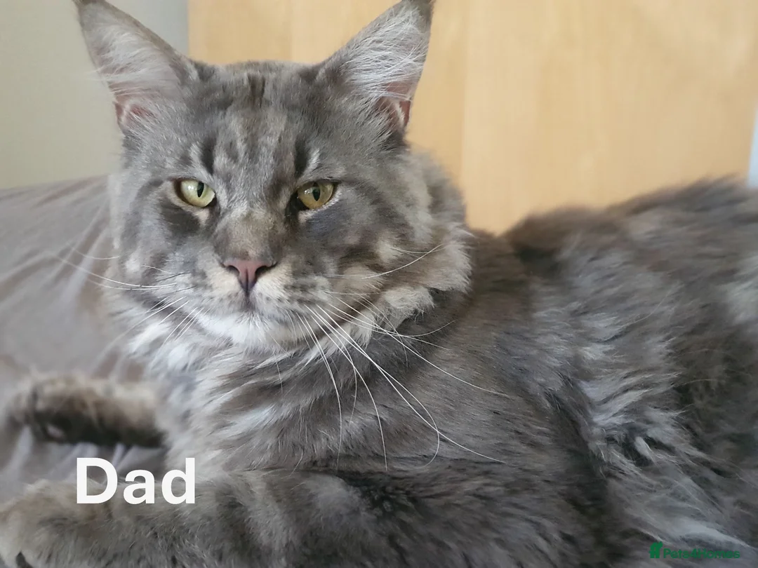 Maine Coon cats for sale: TICA Reg 2 Pure Bread Maine coon kittens - Advert 2
