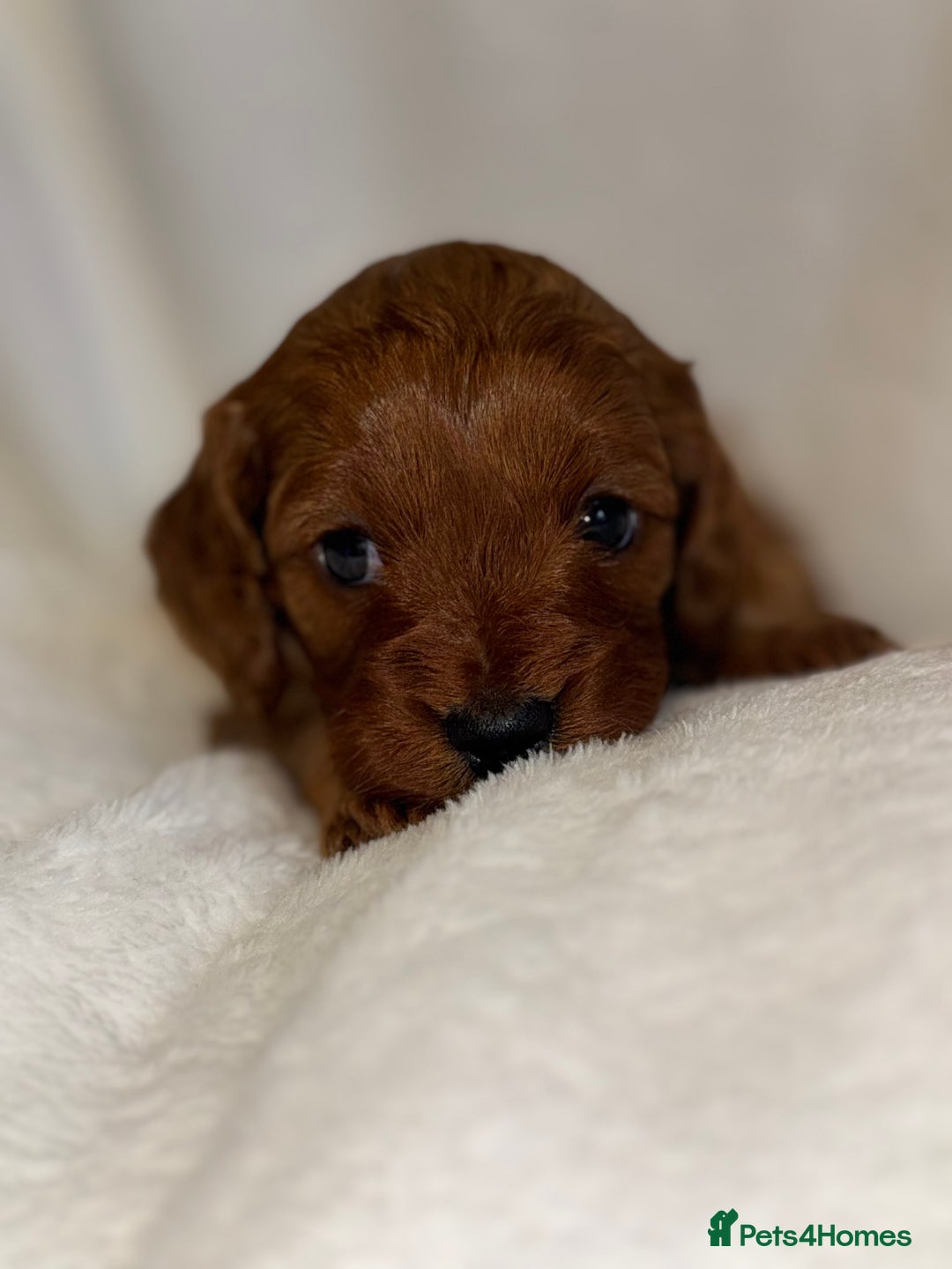 Cavapoo dogs for sale: 4 Gorgeous f1 Cavapoo’s. Parents health tested - Advert 20