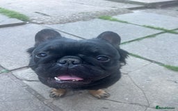 French Bulldog dogs for stud: Big fluffy frenchie boy - Image 3