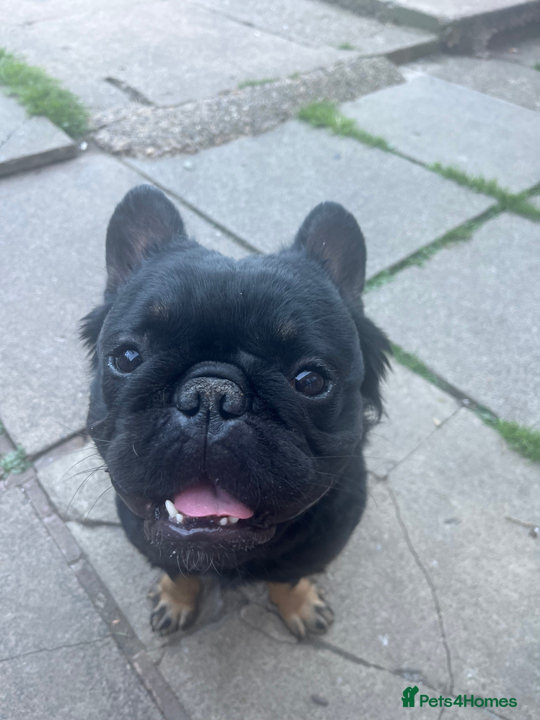 French Bulldog dogs for stud: Big fluffy frenchie boy - Image 3