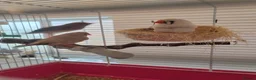 Finches birds for sale: One male and two female finches - Advert 6