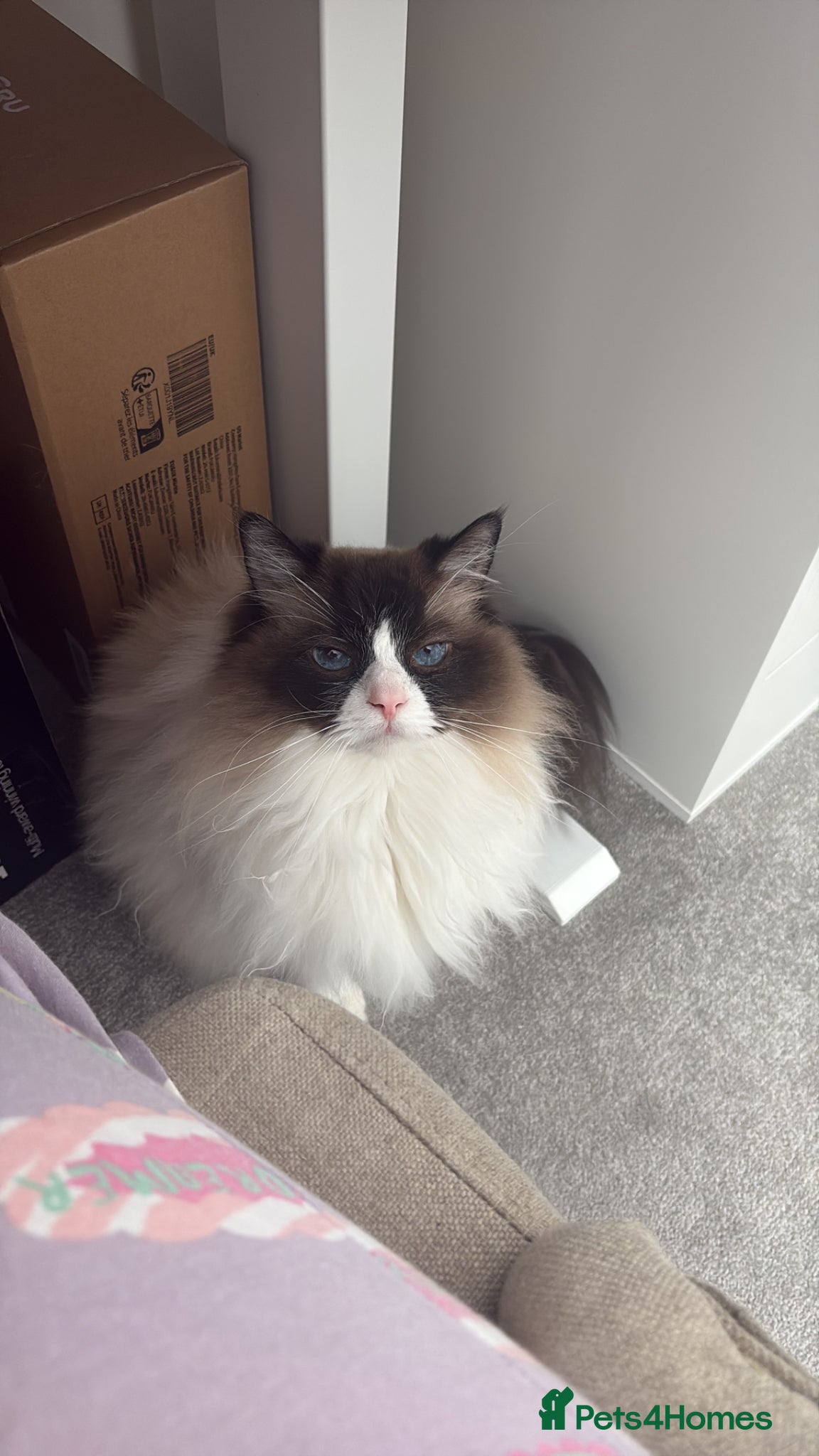 Ragdoll cats Rehome: our beautiful 5 year old Ragdoll - Advert 2