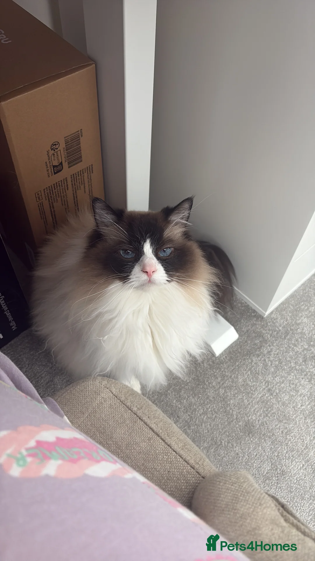 Ragdoll cats for sale: Rehome: our beautiful 5 year old Ragdoll - Advert 1