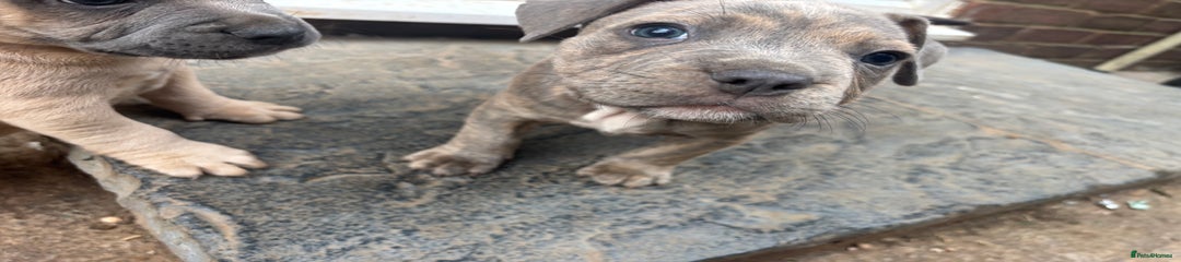 Mixed Breed Puppy 5