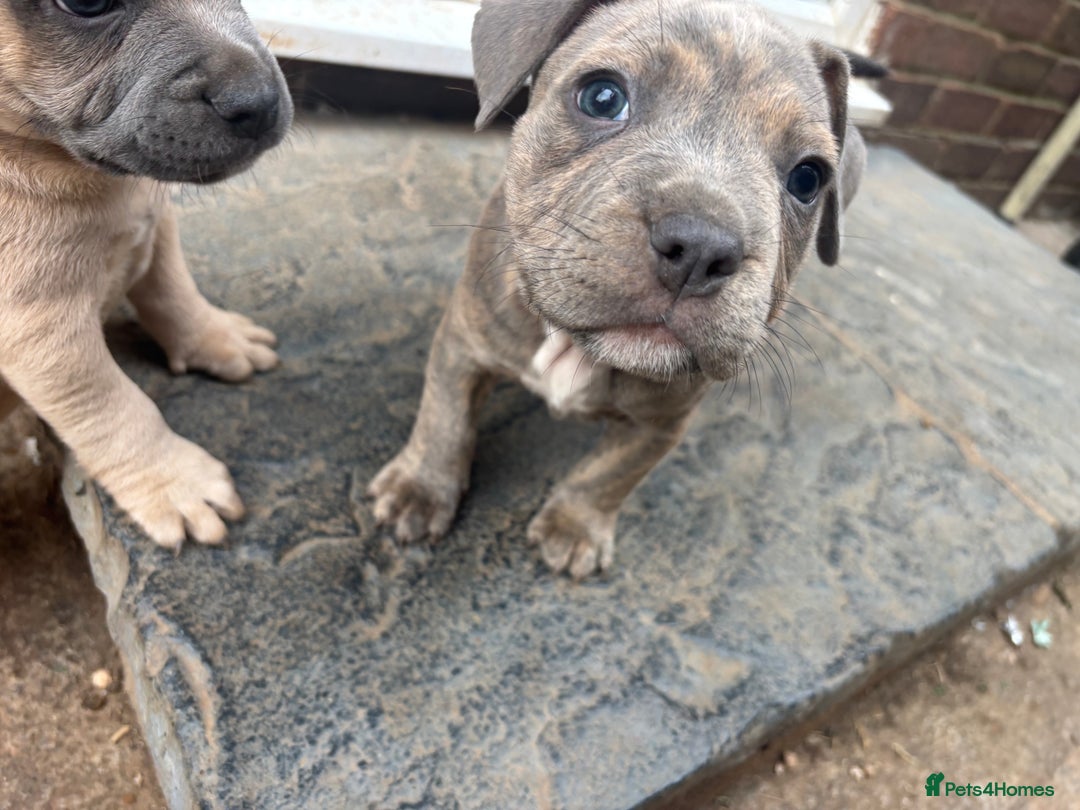Mixed Breed dogs for sale: Staffy cross Frenchie puppies - Image 13
