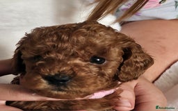 Miniature Poodle dogs for sale: Deep red Miniature Poodles  - Image 12