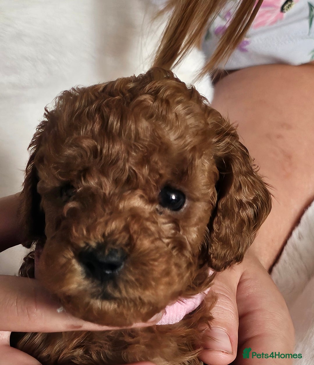 Miniature Poodle dogs for sale: Deep red Miniature Poodles  - Image 12