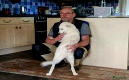 Mixed Breed dogs for adoption: Adorable Abbie is still Looking for Love 🐾 - Image 8