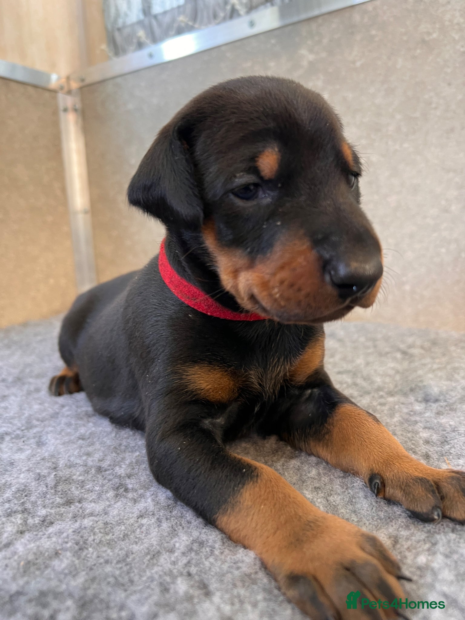 Dobermann dogs Outstanding Quality Dobermann puppies, KC REG - Advert 1