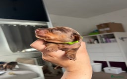 Miniature Dachshund dogs for sale: 4 miniature dachshunds  - Image 9