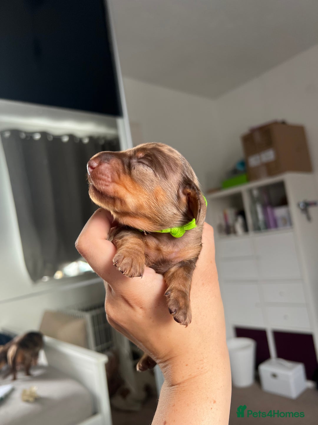 Miniature Dachshund dogs for sale: 4 miniature dachshunds  - Image 9