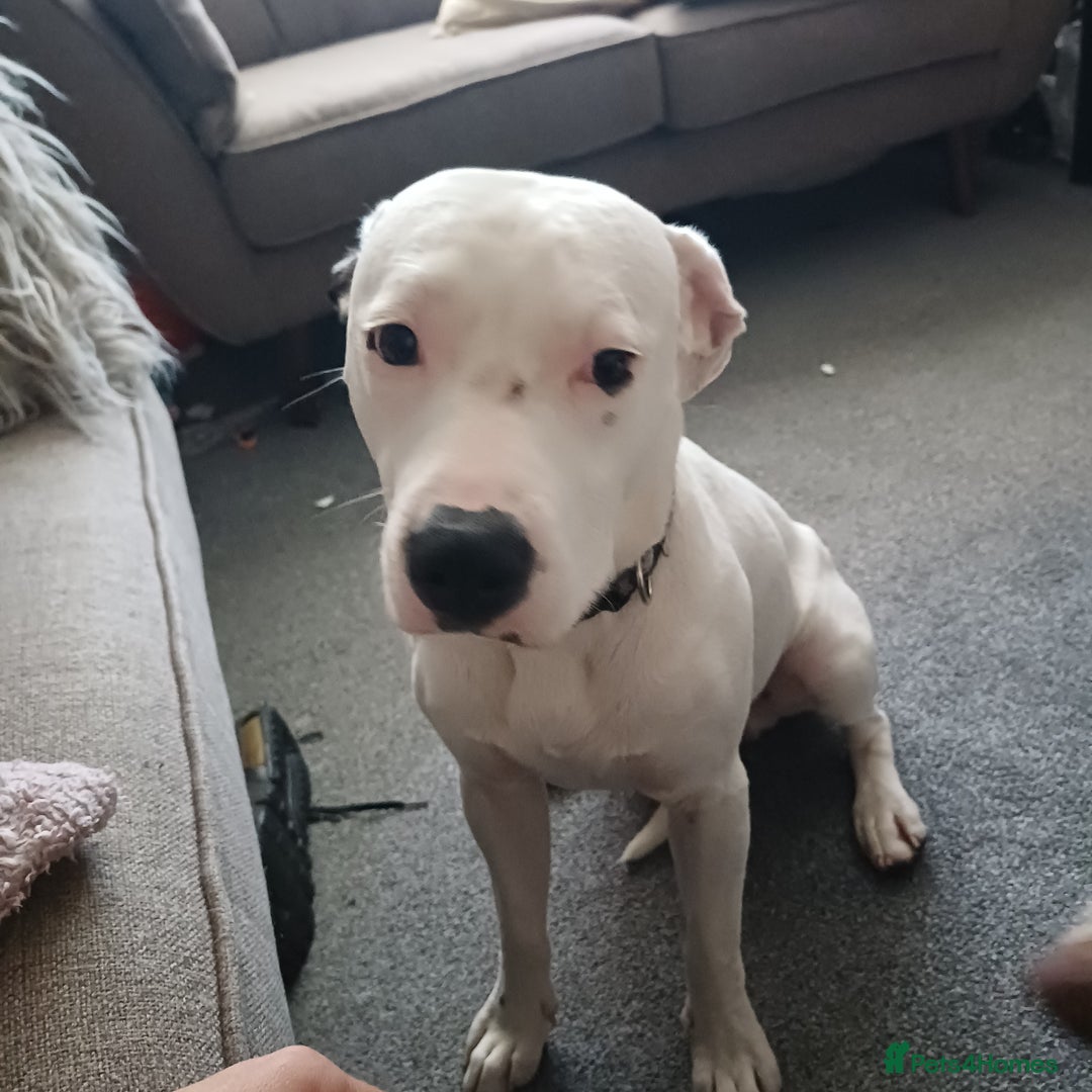 Mixed Breed dogs for sale: 10 month old mixed breed male - Image 3