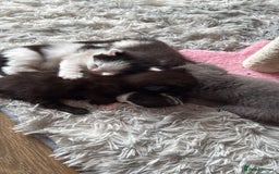 British Shorthair cats for sale: 3 british short hair kitty’s for sale  - Image 1