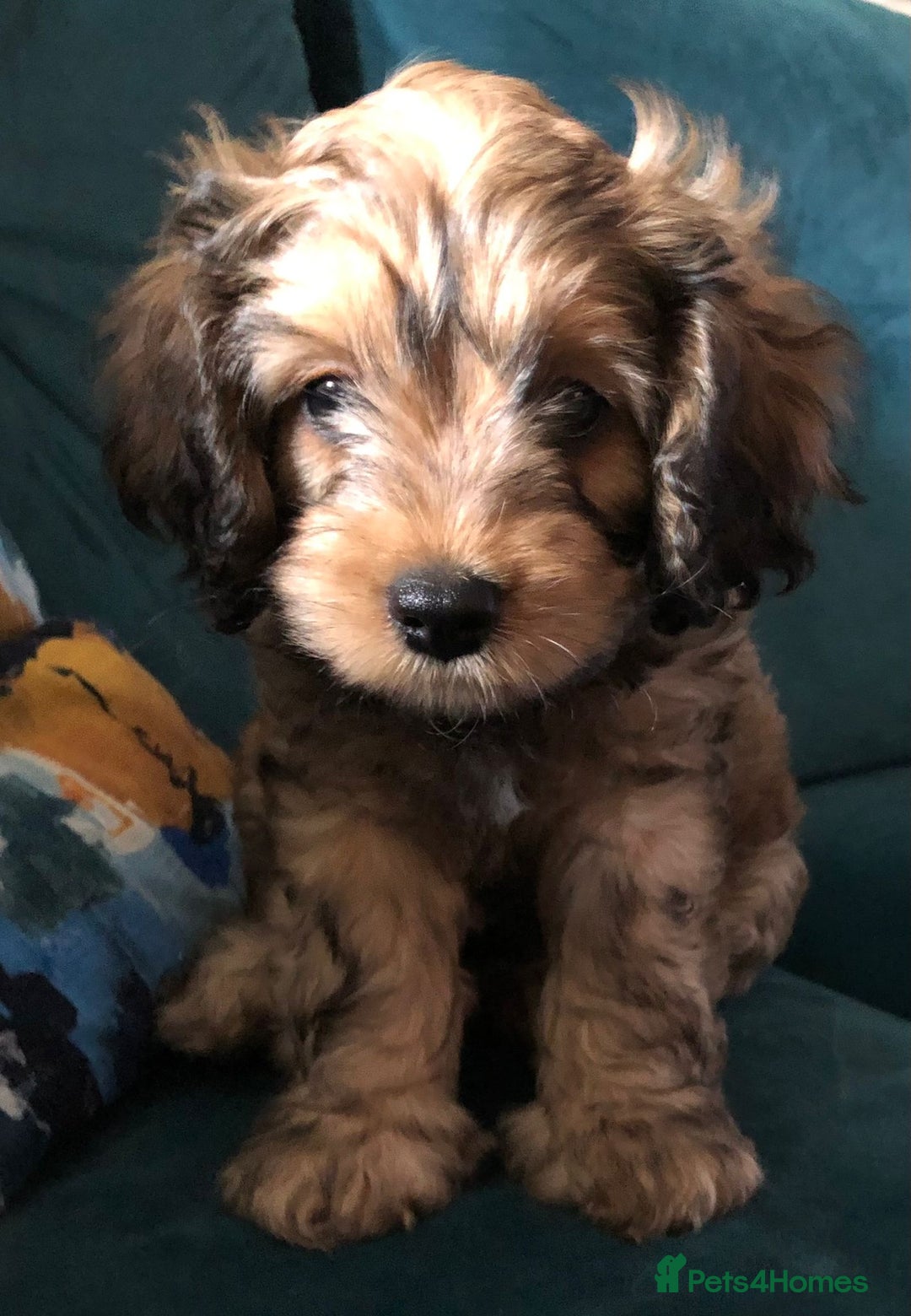 Toy Poodle dogs for stud: PRA Clear,Kc reg,proven toy poodle in Manchester - Image 19