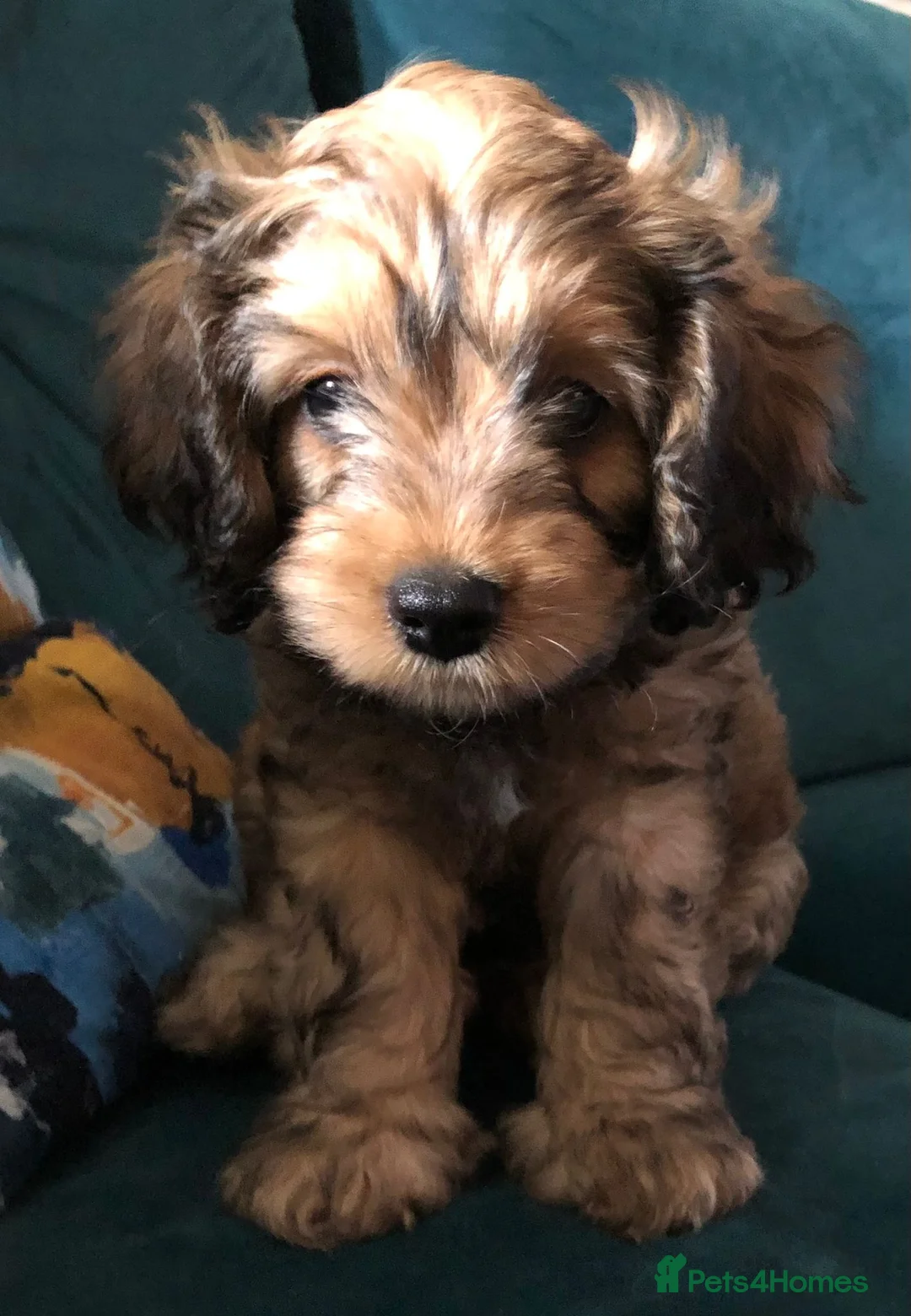 Toy Poodle dogs for stud: PRA Clear,Kc reg,proven toy poodle in Manchester - Advert 19