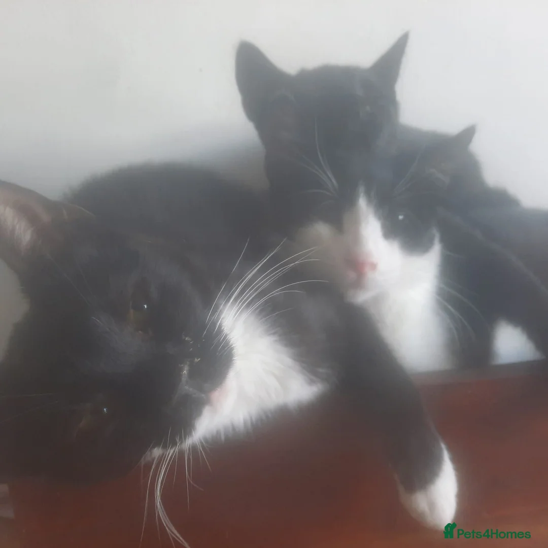Mixed Breed cats for sale: Beautiful house cats - Advert 8