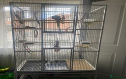 Ringnecks birds for sale: Ring neck - Image 4