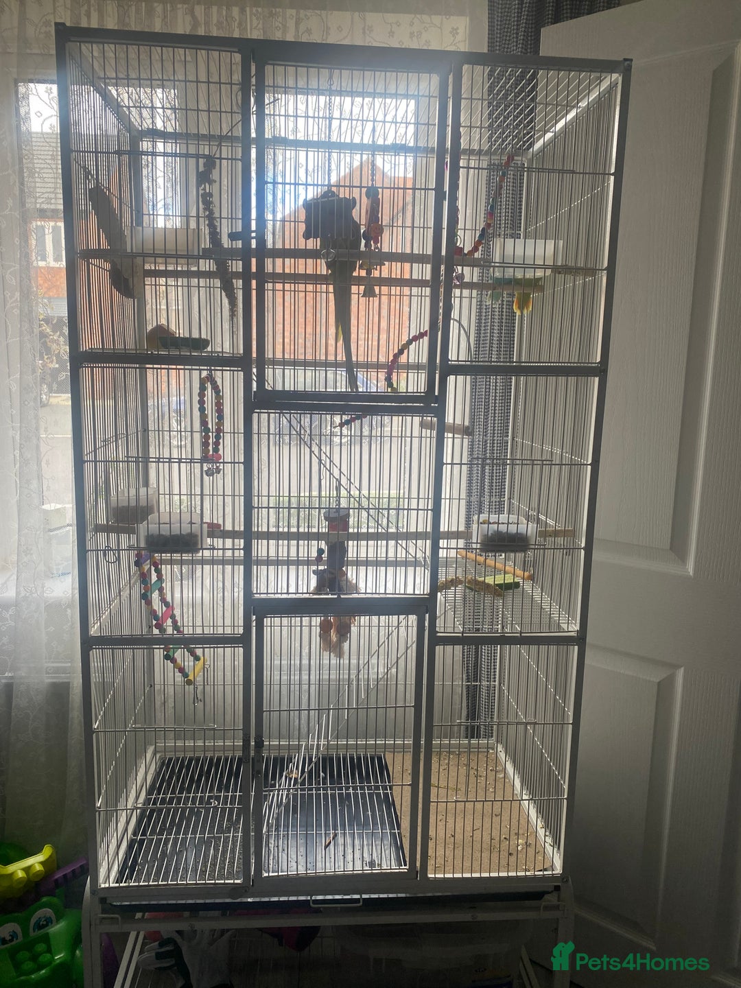 Ringnecks birds for sale: Ring neck - Image 4