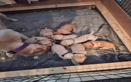 Labrador Retriever dogs for sale: Labrador puppies - Image 13