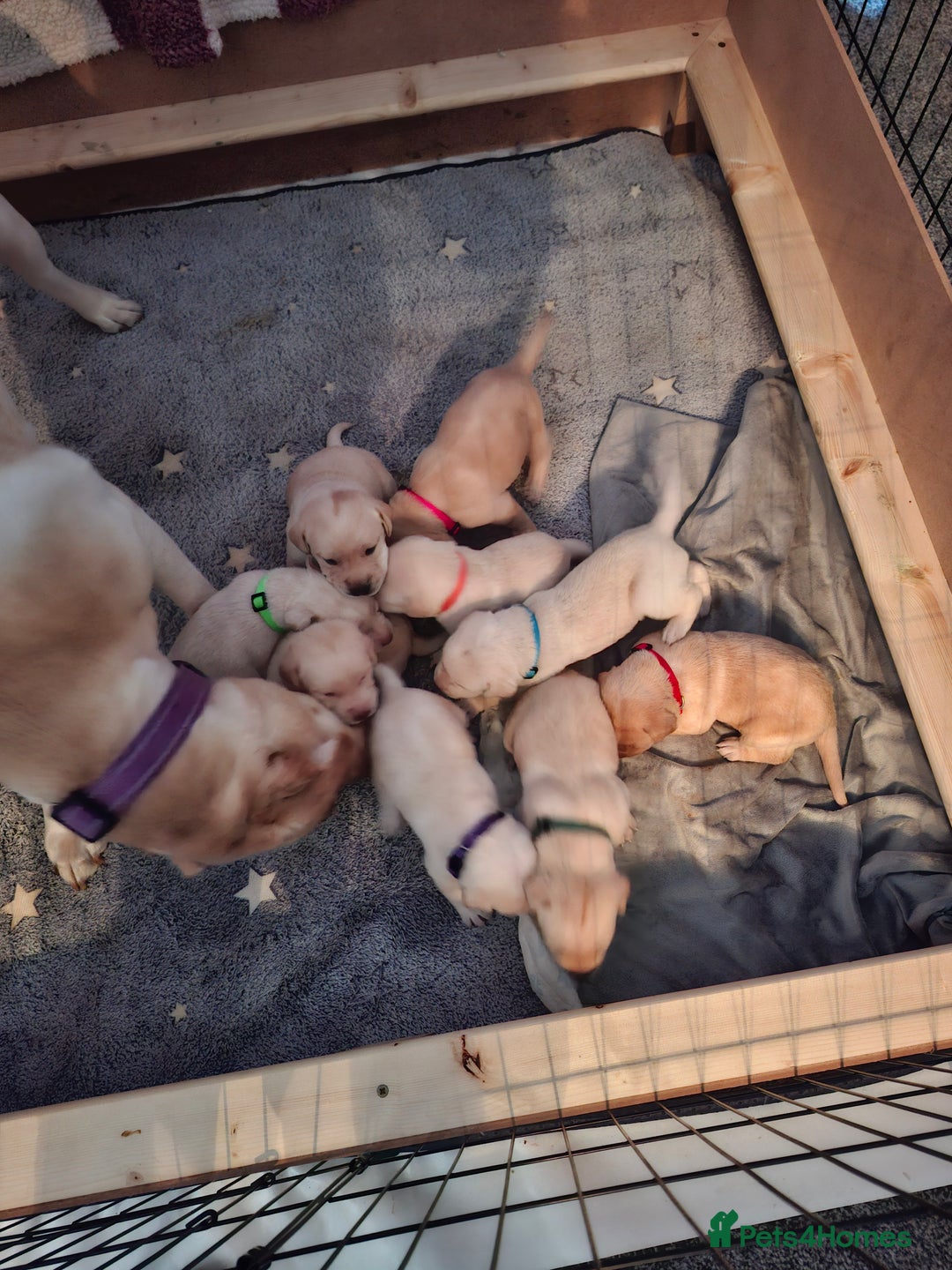 Labrador Retriever dogs for sale: Labrador puppies - Image 13