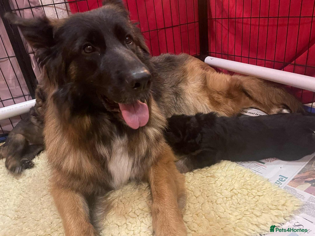 German Shepherd dogs for sale: Stunning longcoat German Shepherd puppies - Image 3