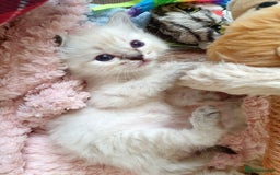 Ragdoll cats for sale: Stunning Adult Ragdoll and Kittens available!  - Image 6