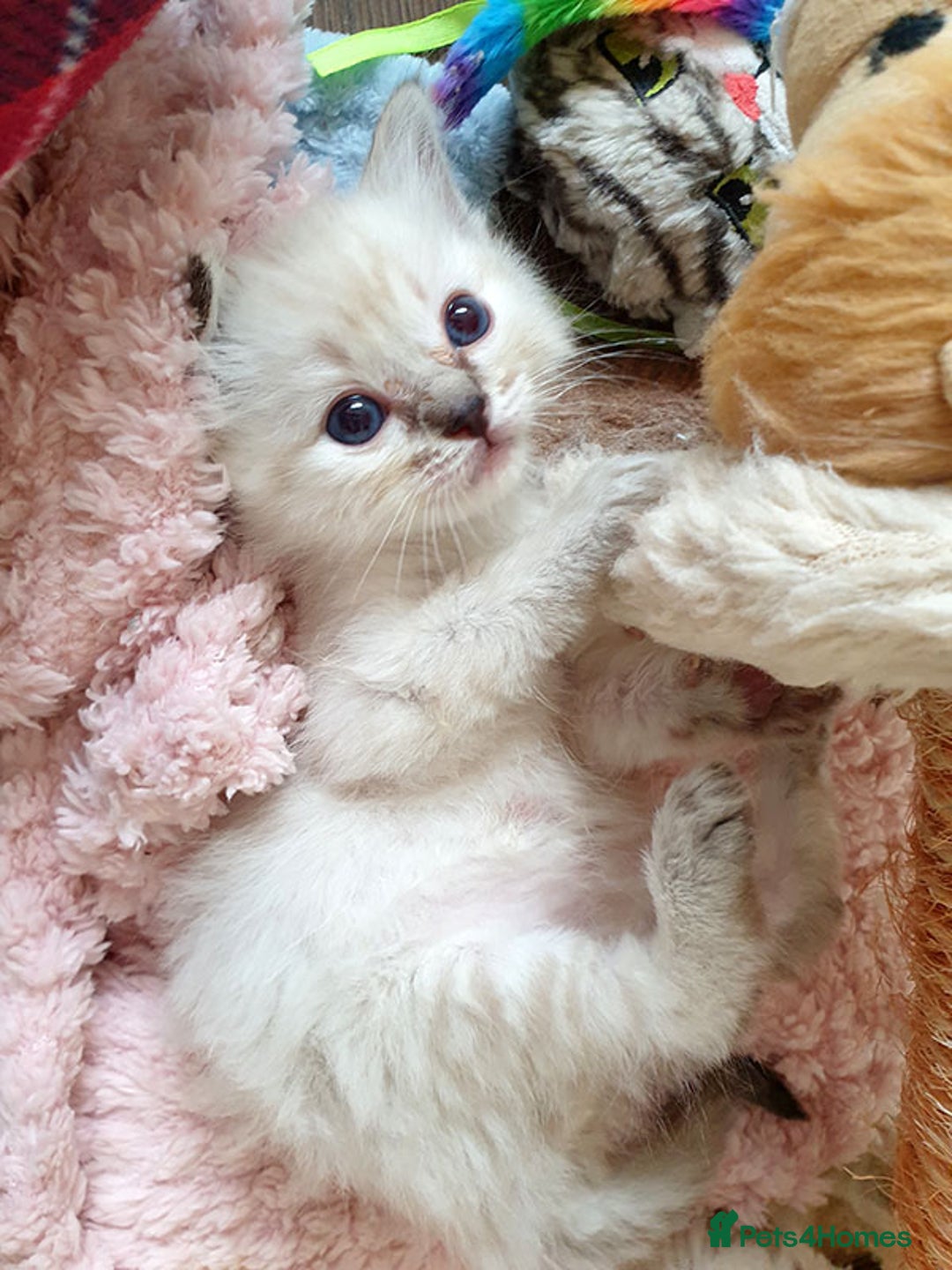 Ragdoll cats for sale: Stunning Adult Ragdoll and Kittens available!  - Image 6