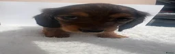 Miniature Dachshund dogs for sale: Mini long haired dachsund puppies  - Advert 6
