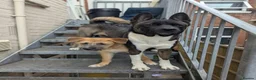 Mixed Breed dogs for sale: Stunning WolfAkita Pups – 1 Boy/1 Girl Ready now!  in Southampton - Advert 24