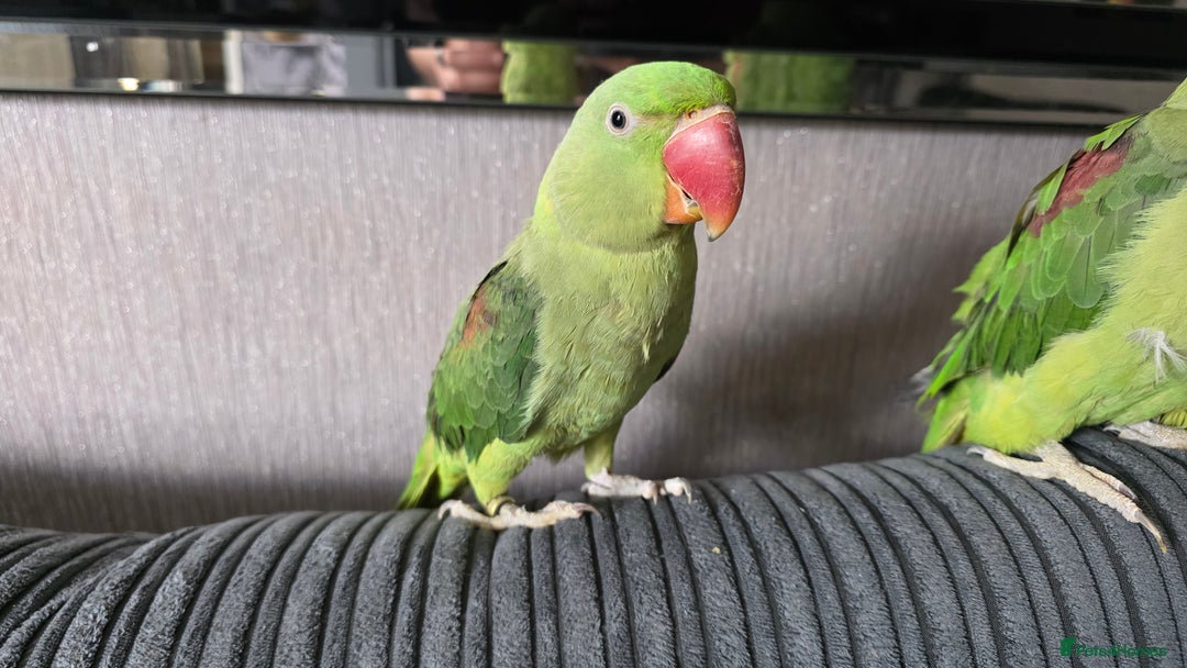 Parrots birds for sale: Alexandrine parrot looking for new home  - Image 5