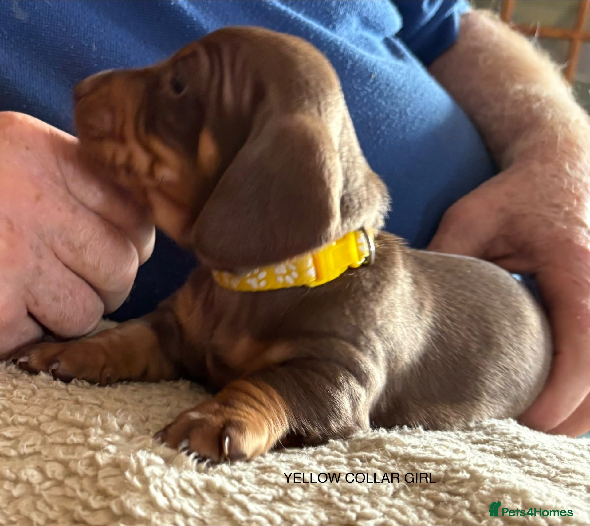 Miniature Dachshund dogs Adorable litter of Miniature Dachshund Puppies - Advert 1