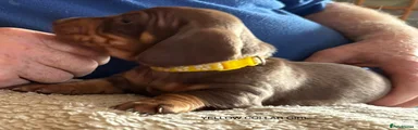 Miniature Dachshund 6