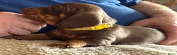 Miniature Dachshund dogs for sale: Adorable litter of Miniature Dachshund Puppies - Advert 26