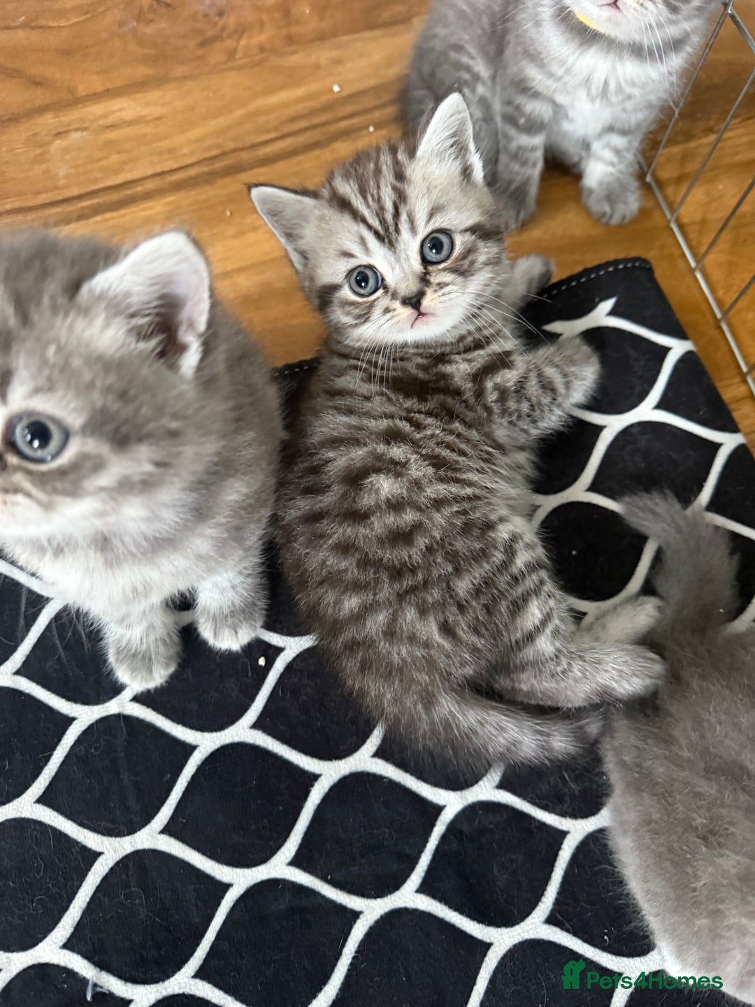 Scottish Fold cats for sale: Scottish fold kittens  - Image 30