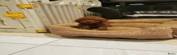 Toy Poodle dogs for sale: RED TOY POODLE PUPPY KC REG AND DNA CLEAR - Advert 13