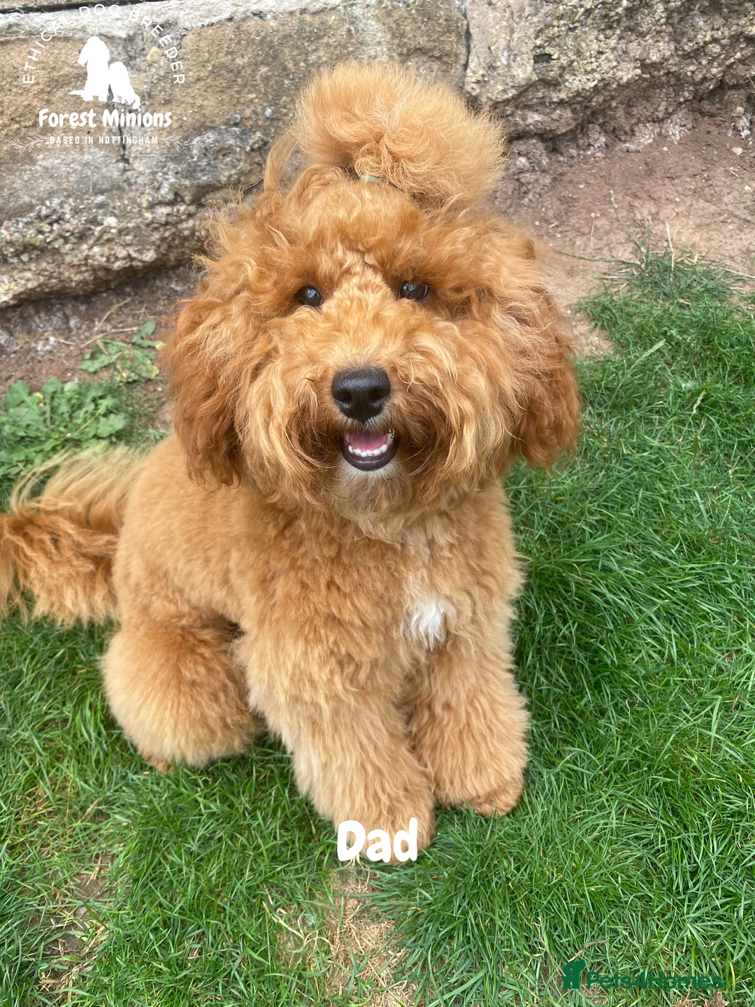 Cockapoo dogs for sale: Beautiful Cockapoo puppies (DNA CLEAR) - Advert 16