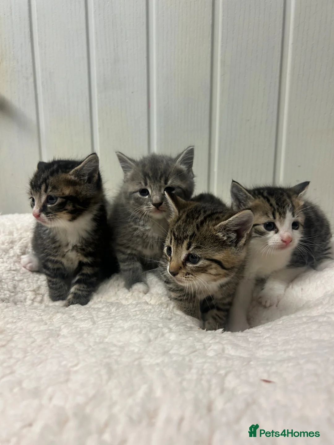 Mixed Breed cats for sale: Bsh x kittens ready to leave  - Advert 8